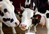 well health organic benefits of cow milk well health organic benefits of cow milk