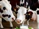 well health organic benefits of cow milk well health organic benefits of cow milk