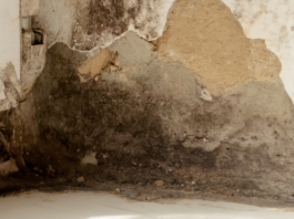 Mold Inspection Palm Harbor: Safeguard Your Property with Expert Testing mold inspection Palm Harbor