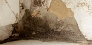 Mold Inspection Palm Harbor: Safeguard Your Property with Expert Testing mold inspection Palm Harbor