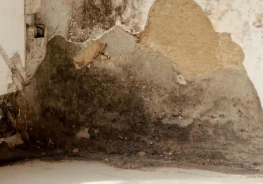 Mold Inspection Palm Harbor: Safeguard Your Property with Expert Testing mold inspection Palm Harbor