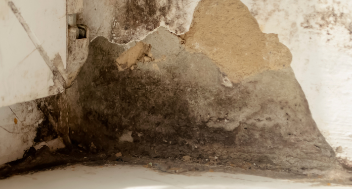 Mold Inspection Palm Harbor: Safeguard Your Property with Expert Testing mold inspection Palm Harbor