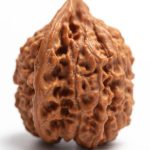 The 5 Mukhi Rudraksha Bannerghatta Road Really the Spiritual Boost You’ve Been Looking For? 5 Mukhi Rudraksha Bannerghatta Road