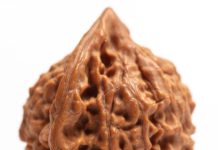 The 5 Mukhi Rudraksha Bannerghatta Road Really the Spiritual Boost You’ve Been Looking For? 5 Mukhi Rudraksha Bannerghatta Road