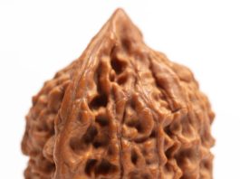 The 5 Mukhi Rudraksha Bannerghatta Road Really the Spiritual Boost You’ve Been Looking For? 5 Mukhi Rudraksha Bannerghatta Road