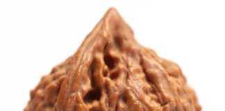 The 5 Mukhi Rudraksha Bannerghatta Road Really the Spiritual Boost You’ve Been Looking For? 5 Mukhi Rudraksha Bannerghatta Road