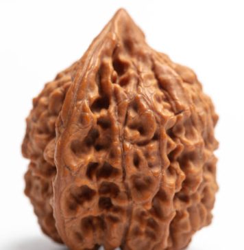 The 5 Mukhi Rudraksha Bannerghatta Road Really the Spiritual Boost You’ve Been Looking For? 5 Mukhi Rudraksha Bannerghatta Road